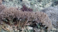 Anthozoa