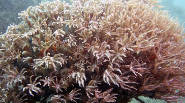 Tubipora musica OrganPipeCoral1 DMS Tubipora musica OrganPipeCoral1 DMS