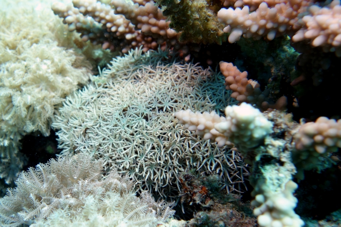 Tubipora musica Pipe organ coral DMS