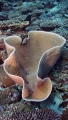 Anthozoa