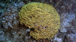 Turbinaria reniformis Yellow scroll coral DMS