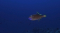 Xanthichthys auromarginatus GildedTriggerfish DMS