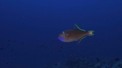 Xanthichthys auromarginatus GildedTriggerfish DMS
