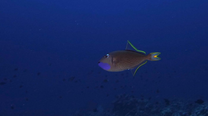 Xanthichthys auromarginatus GildedTriggerfish DMS Xanthichthys auromarginatus GildedTriggerfish DMS