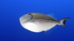 Xanthichthys caeruleolineatus BlueLinedTriggerfish DMS