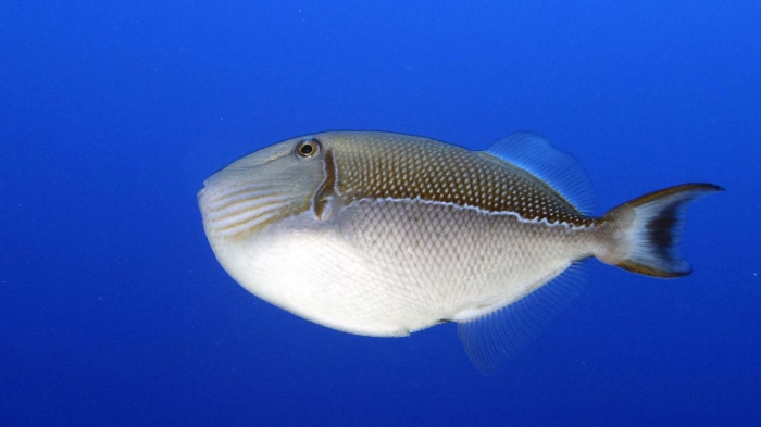 Xanthichthys caeruleolineatus BlueLinedTriggerfish DMS Xanthichthys caeruleolineatus BlueLinedTriggerfish DMS