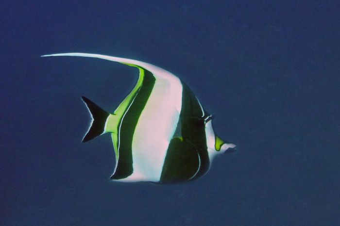 Zanclus cornutus Moorish idol DMS