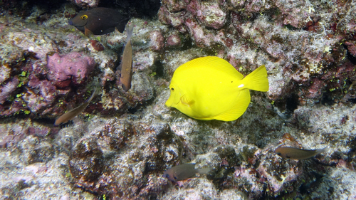 Zebrasoma flavescens YellowTang1 DMS