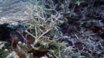 Acropora russelli DMS