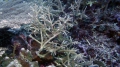 Anthozoa