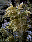 Litophyton arboreum Broccoli coral3 DMS