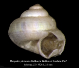 Margarites picturatus Golikov in Golikov et Scarlato, 1967 [holotype]
