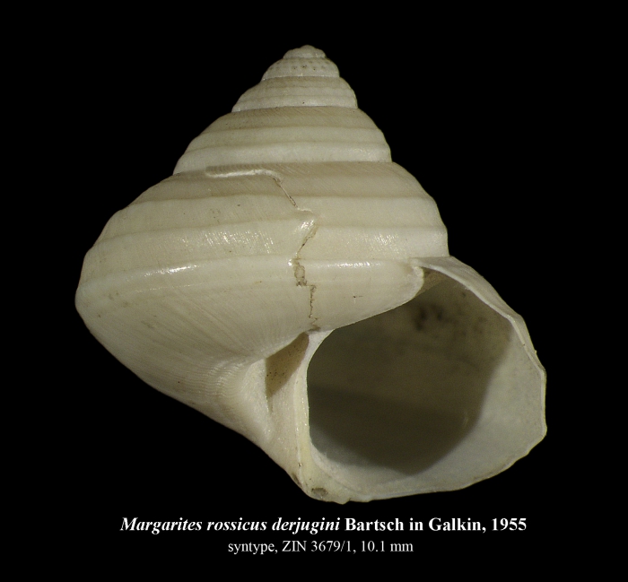 Margarites rossicus derjugini Galkin, 1955 Margarites rossicus derjugini Galkin, 1955