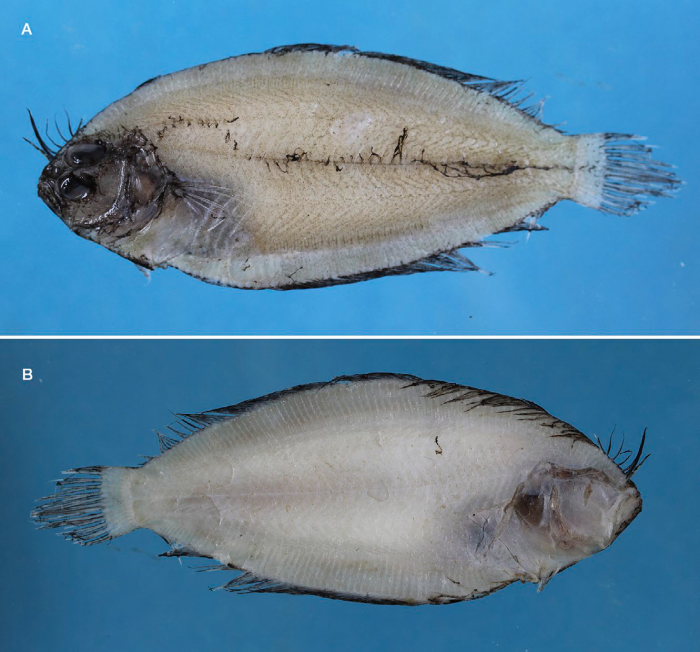 Arnoglossus nigrofilamentosus Arnoglossus nigrofilamentosus