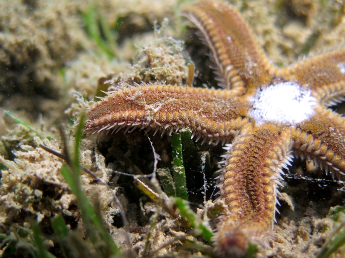 Astropecten spinulosus Astropecten spinulosus