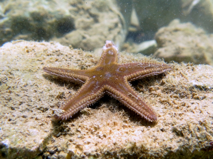 Astropecten spinulosus Astropecten spinulosus