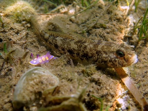 Felimida luteorosea and Gobius niger