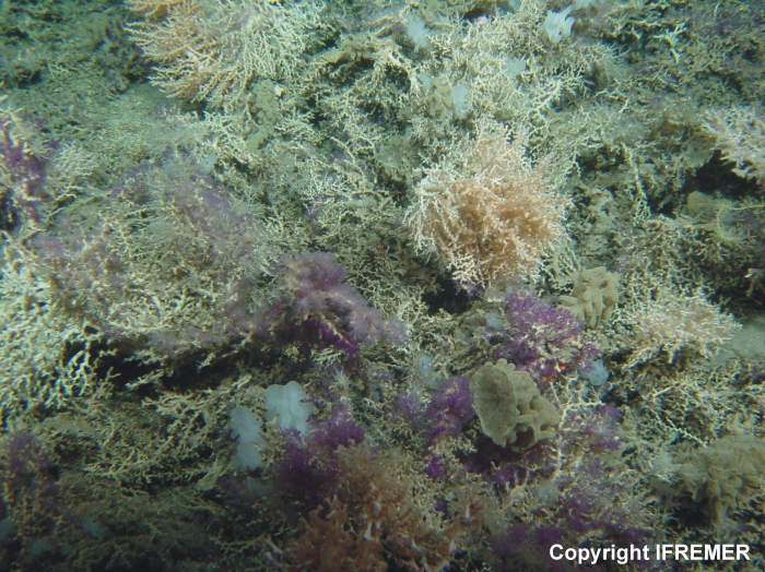 Living coral thickets on Galway Mound, Porcupine Seabight Living coral thickets on Galway Mound, Porcupine Seabight