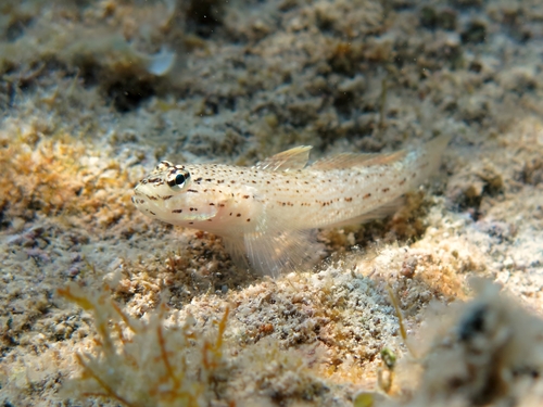 Gobius bucchichi