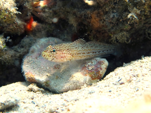 Gobius fallax