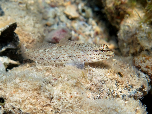 Gobius incognitus