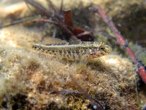 Zosterisessor ophiocephalus (young)