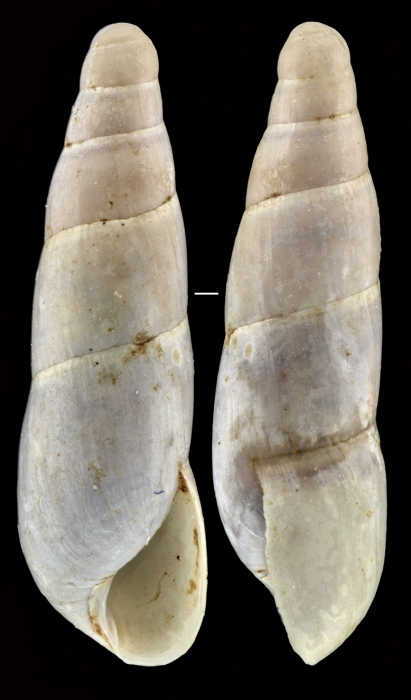 Hypnocarnica micaelae Cianfanelli & Bodon, 2018 Hypnocarnica micaelae Cianfanelli & Bodon, 2018