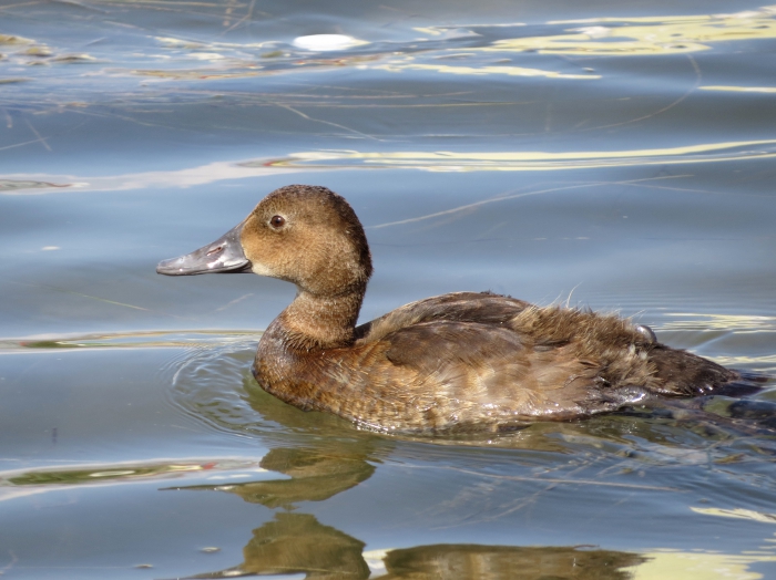 Aythya ferina, juvenile.