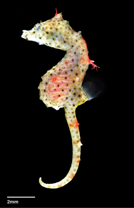 Hippocampus japapigu - female holotype Hippocampus japapigu - female holotype