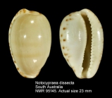 Notocypraea dissecta