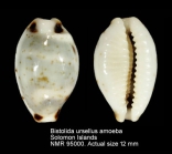 Bistolida ursellus amoeba