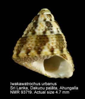 Iwakawatrochus urbanus