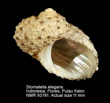 Stomatella elegans