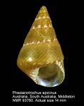 Phasianotrochus apicinus