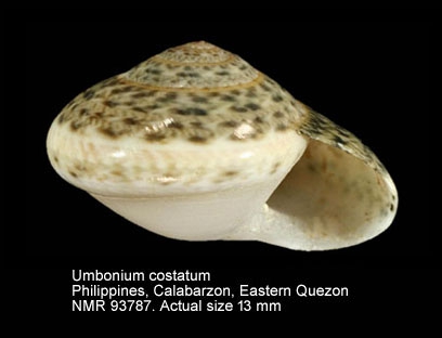 Umbonium costatum