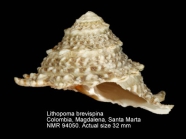 Lithopoma brevispina