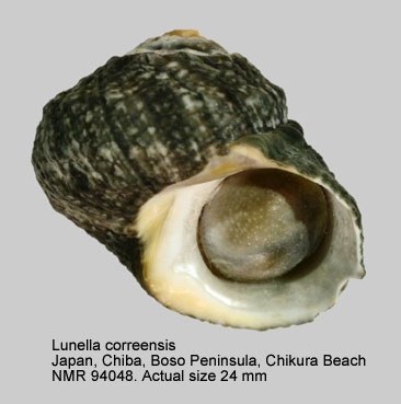 Lunella correensis