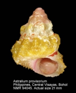 Astralium provisorium