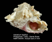 Astralium lapillus