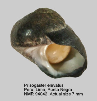 Prisogaster elevatus