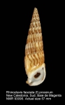 Rhinoclavis fasciata