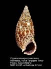 Clypeomorus purpurastoma