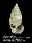 Cerithium egenum