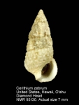 Cerithium zebrum