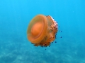 Scyphozoa (jelly fish)