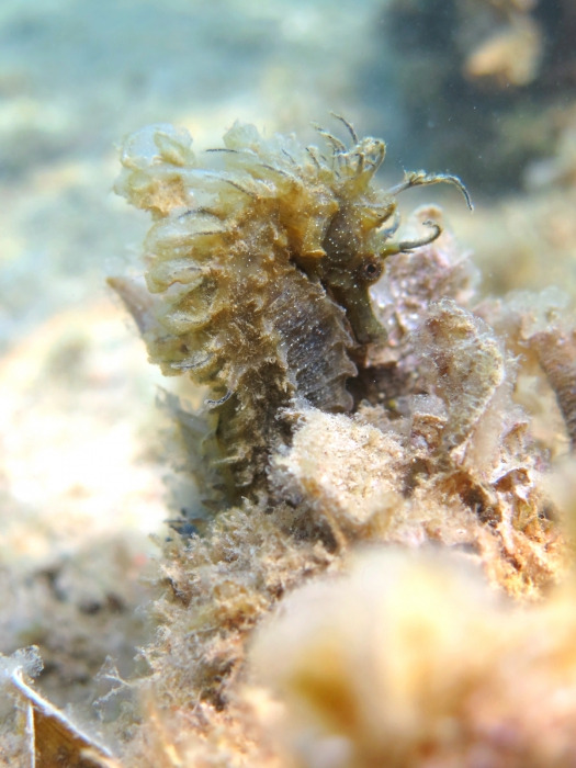 Hippocampus guttulatus Hippocampus guttulatus