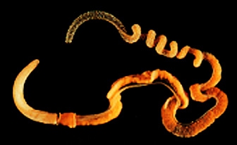 Saccoglossus kowalevskii