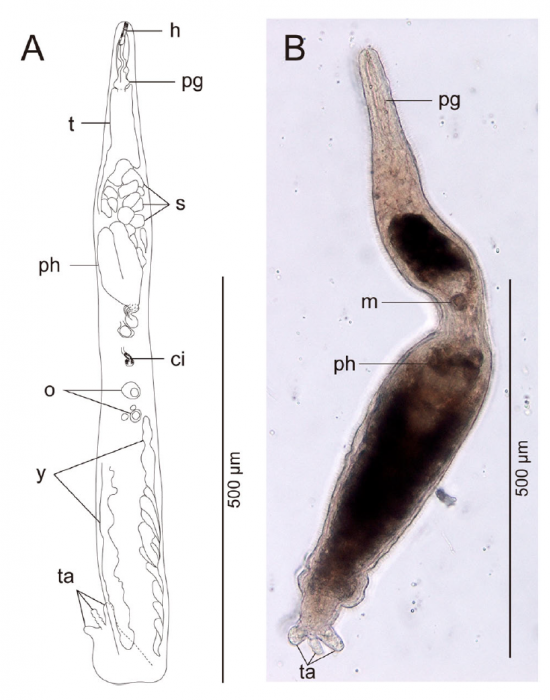 Freddius tricaudatus gen. et sp. nov. Entire animal. Freddius tricaudatus gen. et sp. nov. Entire animal.