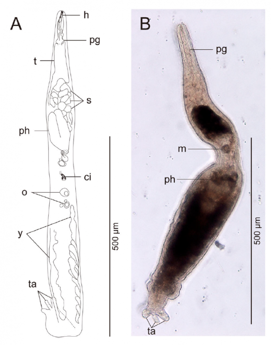 Freddius tricaudatus gen. et sp. nov. Entire animal.