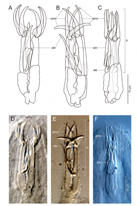 Freddius tricaudatus gen. et sp. nov. Illustrations (A–C) and photomicrographs (D–F) of the proboscis hook in three specimens, with the anterior movable nails and auxiliary apparatuses pointing in different directions Freddius tricaudatus gen. et sp. nov. Illustrations (A–C) and photomicrographs (D–F) of the proboscis hook in three specimens, with the anterior movable nails and auxiliary apparatuses pointing in different directions